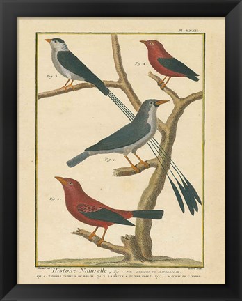 Framed Bird Drawing III Print