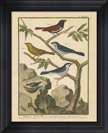 Framed Bird Drawing IV Print