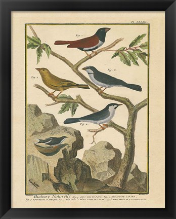 Framed Bird Drawing IV Print