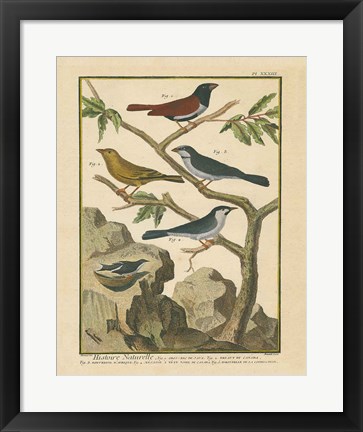 Framed Bird Drawing IV Print