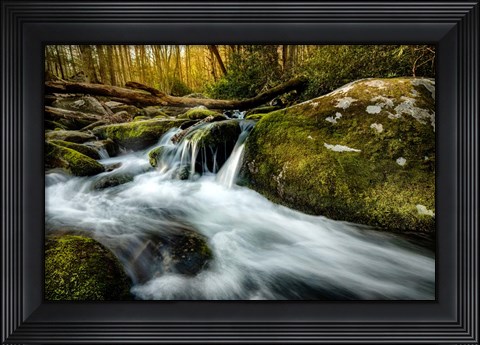 Framed Fallen Timber Print