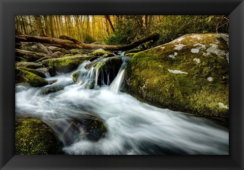 Framed Fallen Timber Print