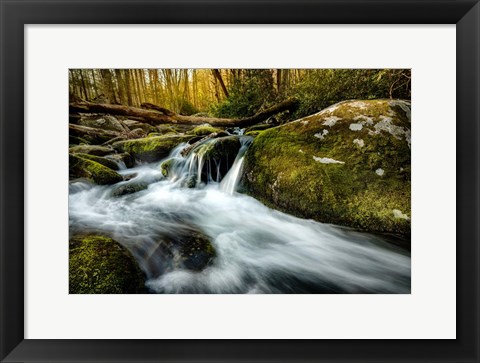 Framed Fallen Timber Print