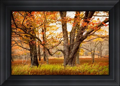Framed Crossing Paths Print