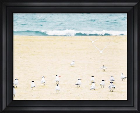 Framed Relaxed Seagulls Print