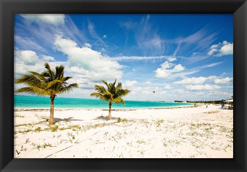 Framed Palms and Kites Print