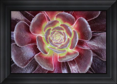 Framed Bright Succulent Print