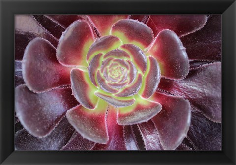 Framed Bright Succulent Print