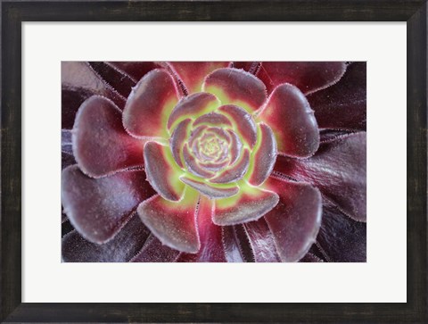 Framed Bright Succulent Print
