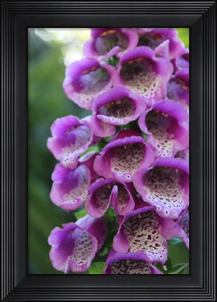 Framed Purple Trailing Flower Print