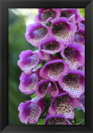 Framed Purple Trailing Flower Print