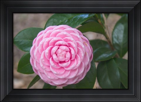 Framed Pink Passion Camillia Print