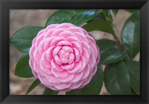 Framed Pink Passion Camillia Print