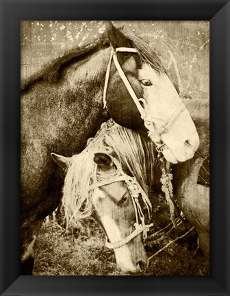 Framed Vintage Horses Print