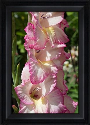 Framed Pink Blooms Print
