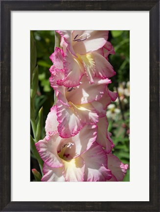 Framed Pink Blooms Print