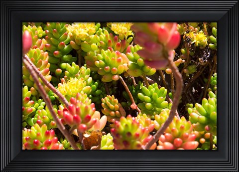 Framed Down Under Flowers Print
