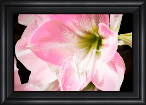 Framed Soft Petals Print