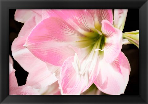 Framed Soft Petals Print