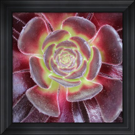 Framed Bright Succulent Square Print