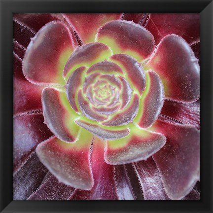 Framed Bright Succulent Square Print