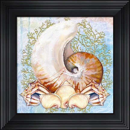 Framed Shell Medley V Print