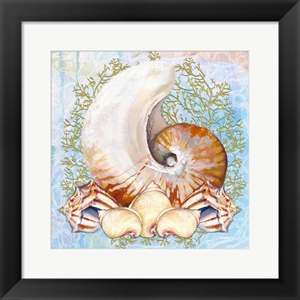 Framed Shell Medley V Print
