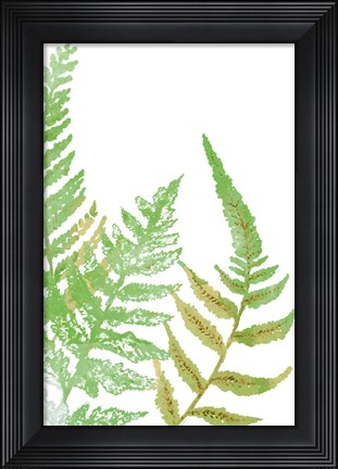 Framed Tossed Ferns I Print