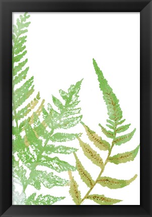 Framed Tossed Ferns I Print