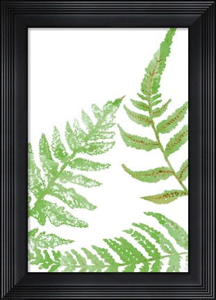 Framed Tossed Ferns II Print