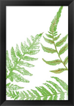 Framed Tossed Ferns II Print