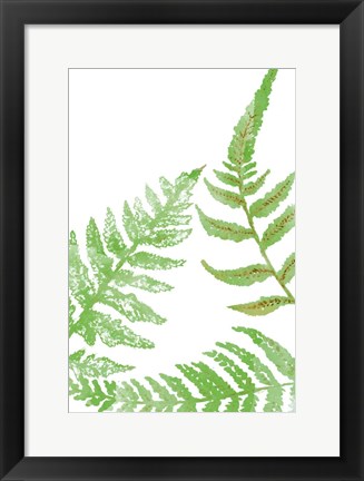 Framed Tossed Ferns II Print