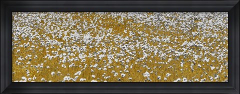 Framed Fields of Gold Print