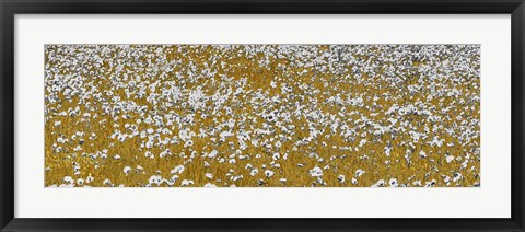 Framed Fields of Gold Print