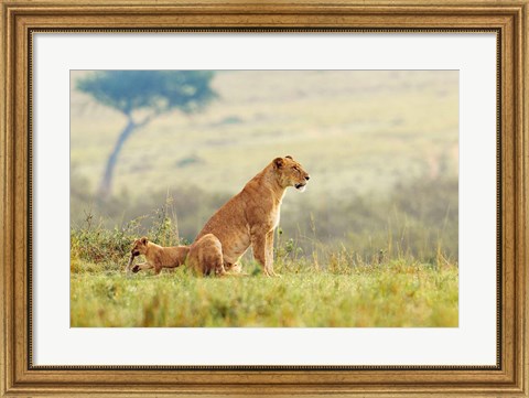 Framed Lion&#39;s Tail Print