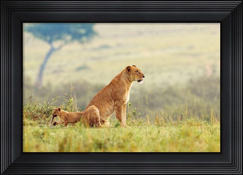 Framed Lion&#39;s Tail Print