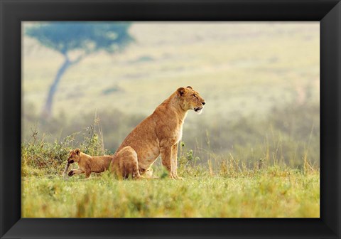 Framed Lion&#39;s Tail Print