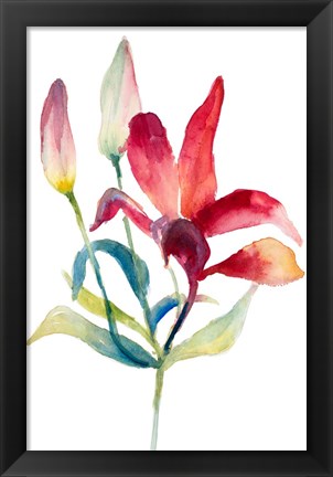 Framed Crimson Paradise Lily Print