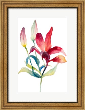 Framed Crimson Paradise Lily Print
