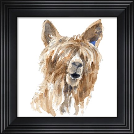 Framed Shaggy Llama Print