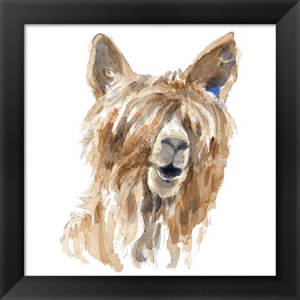 Framed Shaggy Llama Print