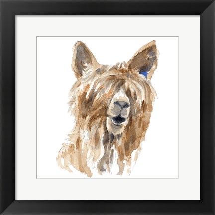 Framed Shaggy Llama Print