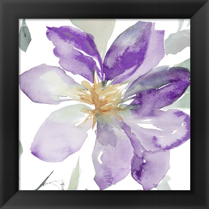 Framed Clematis in Purple Shades II Print