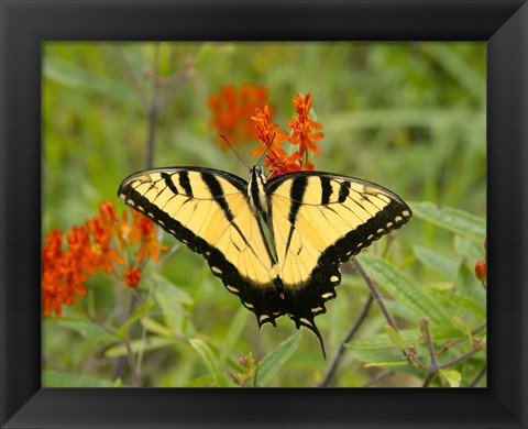 Framed Black Yellow Butterfly I Print