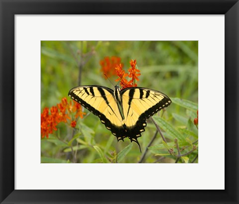 Framed Black Yellow Butterfly I Print