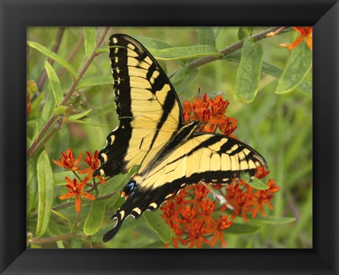 Framed Black Yellow Butterfly II Print