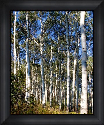 Framed Aspen Grove II Print