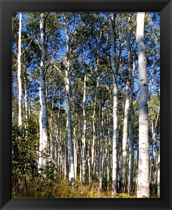 Framed Aspen Grove II Print