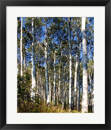 Framed Aspen Grove II Print