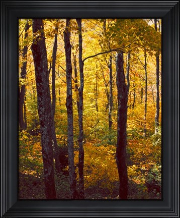 Framed Sanctuary Woods I Print